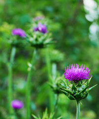 Thistle plant Silybum marianum blooming. Milk thistle in vegetable garden. Purple flower.