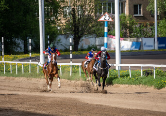 Arabian horse racing at the racetrack on a sunny Sunday afternoon