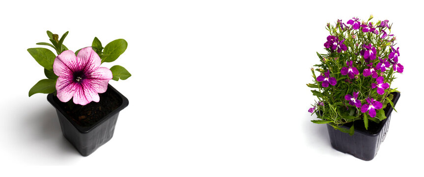 Seedlings of flowers in flower pots, isolate on a white background. banner. The concept of flower gardening, growing plants on the homestead and implementation in horticultural centers