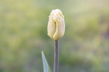 tulip bud. The tightly closed bud of a white tulip. ready to open when spring comes. festive spring background. flowers in the flowerbed, field tulips. close-up.
