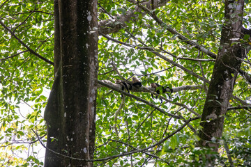 White-throated capuchins monkeys in Costa Rica