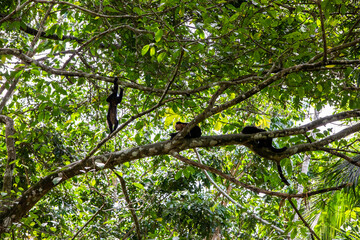 White-throated capuchins monkeys in Costa Rica