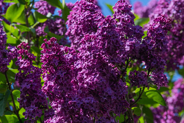Syringa tree with purple flowers