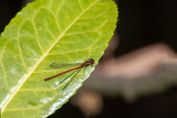 Adonislibelle
