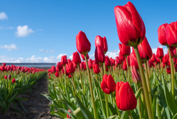 Red tulips sunbathing in The Dune and Bulb Region in the Netherlands
