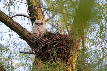 A great horned owl chick that is approximately 1 month old sits in its nest awaiting its mother to return with a meal in Markham, Ontario.