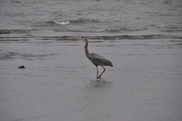 heron on the beach