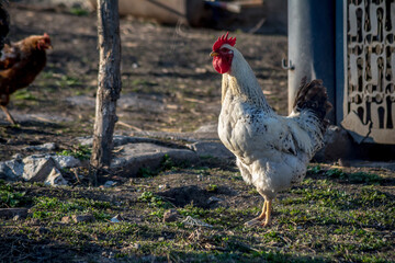 Rooster walks around the backyard