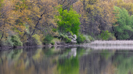 Wood lands in spring time with reflection in lake