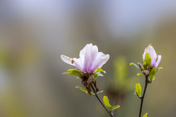 Obraz premium Close up shot of Magnolia flower in spring time