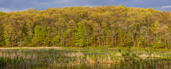 Wood lands in spring time with reflection in lake