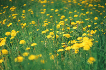 Bright yellow flowers dandelions on a green lawn. 