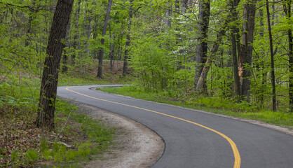 Lush green trees by the biking trail