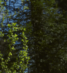 Fototapeta premium Green vegetation of branches with leaves.