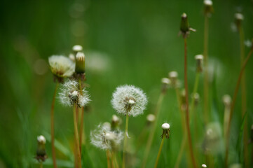 the white dandelions on green background