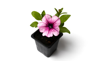 Fototapeta na wymiar Flower seedlings of petunia in a flower pot isolate on a white background. Gardening and planting concept.