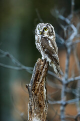 Close -up portrait of tiny brown owl with shining yellow eyes and a yellow beak in a beautiful natural environment. Boreal owl known also as Tengmalm‘s Owl or Richardson’s Owl, Aegolius funereus.