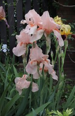 Beautiful pink irises with grow in the spring garden.