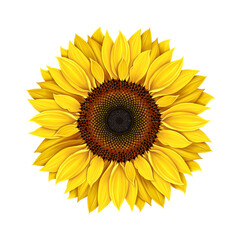 Sunflower isolated on a white background, realistic drawing. Yellow flower single sunflower. Seeds and petals of a yellow flower. Agriculture, autumn harvest of sunflower seeds.