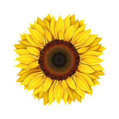 Fototapeta premium Sunflower isolated on a white background, realistic drawing. Yellow flower single sunflower. Seeds and petals of a yellow flower. Agriculture, autumn harvest of sunflower seeds.