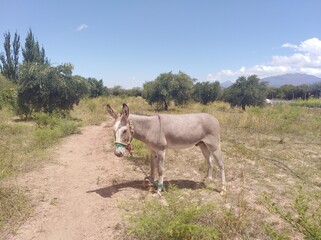 Fototapeta premium horse in the field
