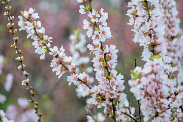 Branch with beautiful white Spring Flowers Prunus tomentosa (Nanking Cherry) on tree or shrub. Nature in Springtime, flowering fuji cherry background. Botanical bloom concept. Blooming backdrop
