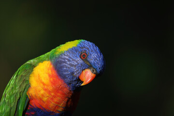 Rainbow Lorikeet close-up portrait outdoors