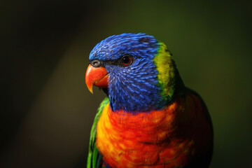 Rainbow Lorikeet close-up portrait outdoors