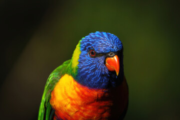 Rainbow Lorikeet close-up portrait outdoors