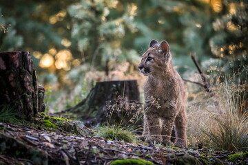 A very young cute male cougar on a reconnaissance expedition in its natural habitat. Known also as puma, mountain lion, red tiger and catamount. Puma concolor.