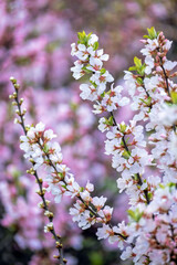 Branch with beautiful white Spring Flowers Prunus tomentosa (Nanking Cherry) on tree or shrub. Nature in Springtime, flowering fuji cherry background. Botanical bloom concept. Blooming backdrop