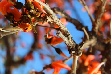 red autumn leaves