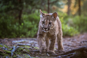 A very young cute male cougar on a reconnaissance expedition in its natural habitat. Known also as puma, mountain lion, red tiger and catamount. Puma concolor.