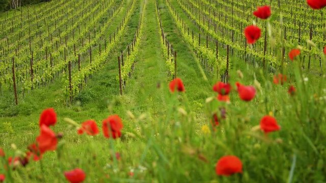 Rack focusing on young rows of vineyards in the Chianti region with beautiful red poppies. Spring season in Tuscany. Italy.