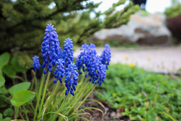 A glade of small purple flowers in the garden in spring