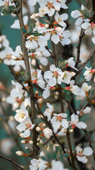 Branch with beautiful white Spring Flowers Prunus tomentosa (Nanking Cherry) on tree or shrub. Nature in Springtime, flowering fuji cherry background. Botanical bloom concept. Blooming backdrop