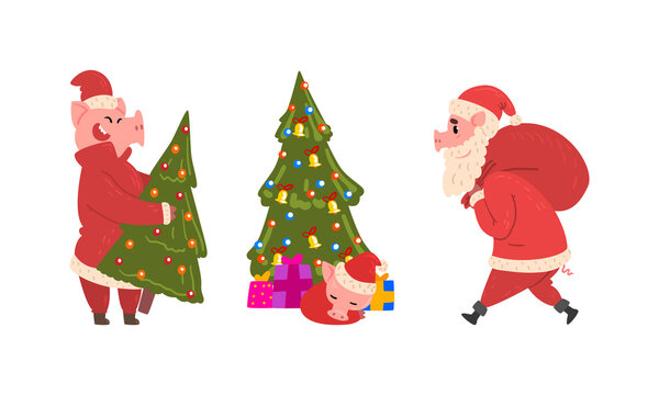 Pig Christmas Characters in Action Set, Cute Pig Characters in Santa Costume Carrying Red Gift Sack and Xmas Tree Cartoon Vector Illustration