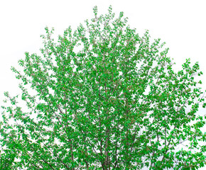green fresh tree isolated on white background. nature concept