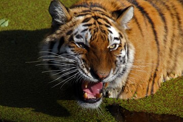 Obraz premium Roar