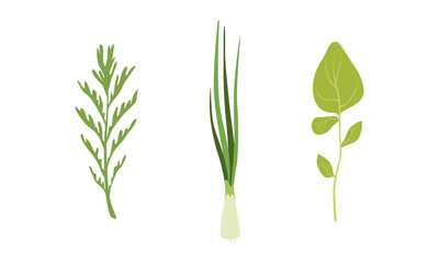 Fototapeta na wymiar Salad Green Leaves and Leafy Vegetables Set, Fresh Onions, Arugula, Rosemary, Organic Vegan Healthy Food Vector Illustration