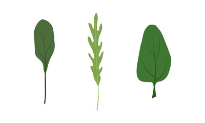 Salad Green Leaves and Leafy Vegetables Set, Arugula, Collard, Spinach, Organic Vegan Healthy Food Vector Illustration