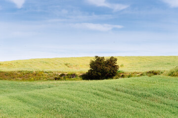 A Single Tree Standing Alone with Blue Sky and Grass. Horizontal