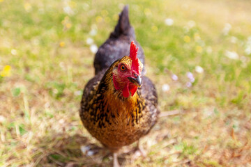 poulet