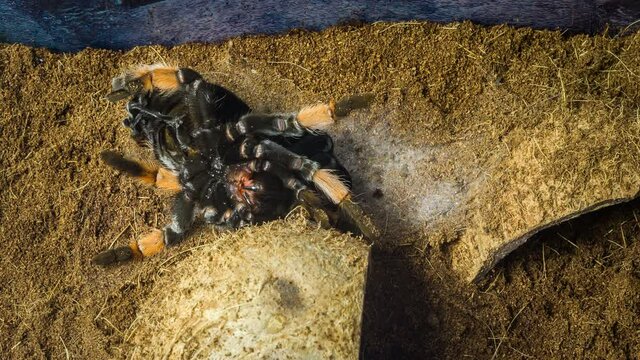 Spider tarantula Mexican redknee changing the skin.