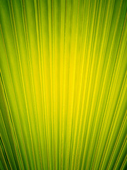 Obraz premium Summer background. Bright green solid palm leaf background. Copyspace.