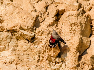 Wallcreeper, jumping on a rock looking for beetles and other bugs. Grey bird with red wings,...