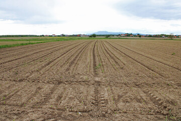 Cultivated soil in May at surroundings of Zagreb, Croatia