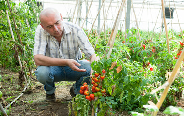 Experienced worker checking tomato plants while gardening in glasshouse