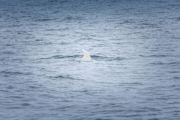 Rare albino dolphin. Caspar the albino dolphin in the pacific ocean.