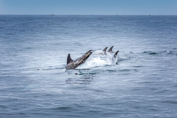 Fins in a row. School of dolphins in the pacific ocean